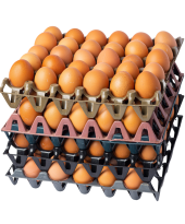 pally egg bg